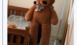 teddy最新爆料,TEDDY最新爆料，带你一探究竟